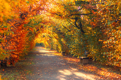 road through the tree alley in autumn - tree tunnel in park, Flower garden in Kromeriz, Czech republic