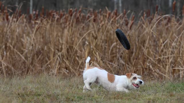 A dog in a field catches a rubber ring in flight. Jack Russell Terrier training in the field. Pet jumping for a toy