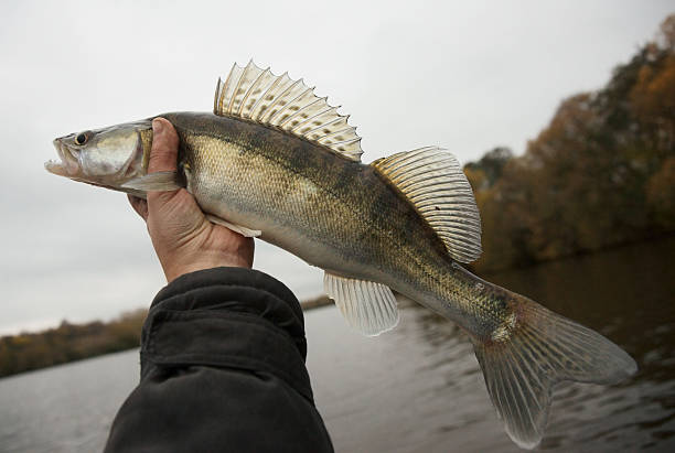 istock Walleye caught on gloomy autumn day 178597358