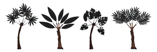 Vector illustration of Set of palm trees: coconut and banana. Large carved leaves and dark trunks. Plants. Vector illustration.