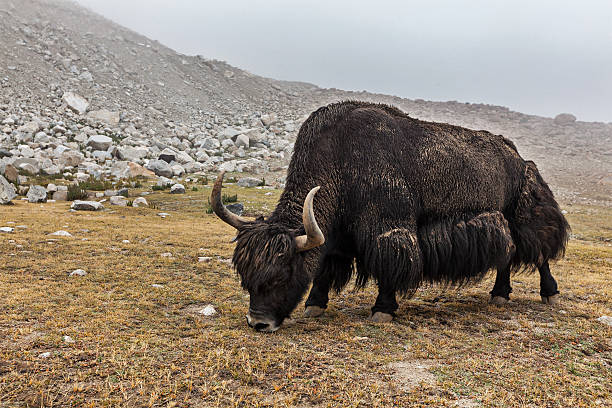 istock Yak grazing in Himalayas 178597546