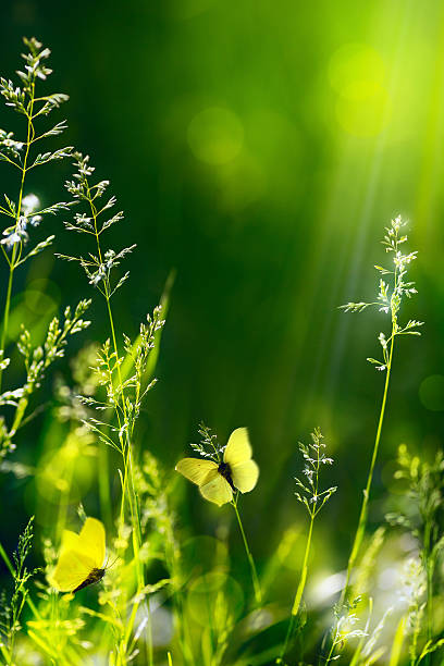 istock abstract summer floral green nature  background 178597642