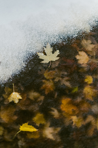 Autumn leaves under frozen water and freshly fallen snow on the ground