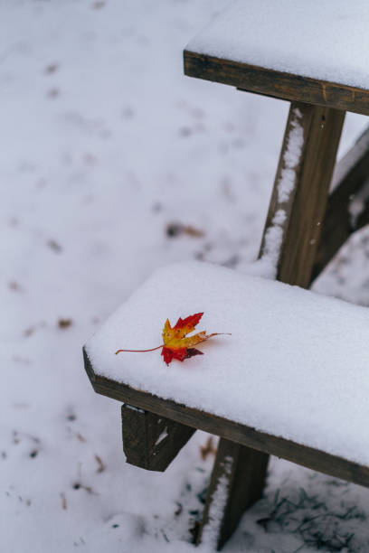 istock Red coloured autumn leaf on freshly fallen snow on an empty park bench 1785977134