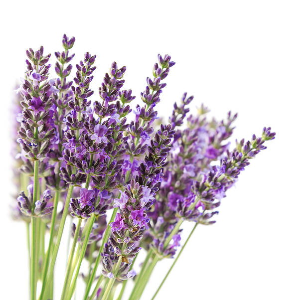 istock Purple lavender flowers 178597894