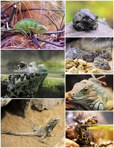 istock reptiles and amphibians 178597995