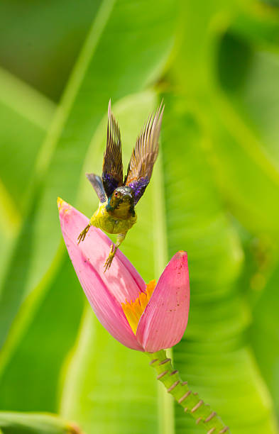 istock Male Brown-throated Sunbird 178598072