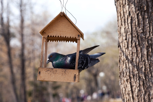 The Urban Pigeon In A Manger Close Up Stock Photo Biology Diagrams
