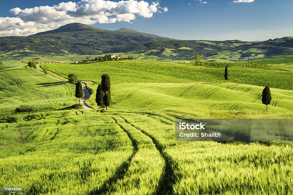 Campo di grano in Toscana, Valle, - Foto stock royalty-free di Agricoltura