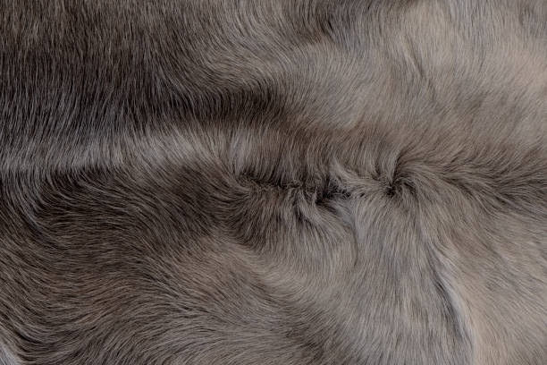istock Close-up of a white reindeer skin 1785982163