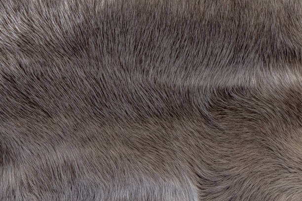 istock Close-up of a white reindeer skin 1785982164