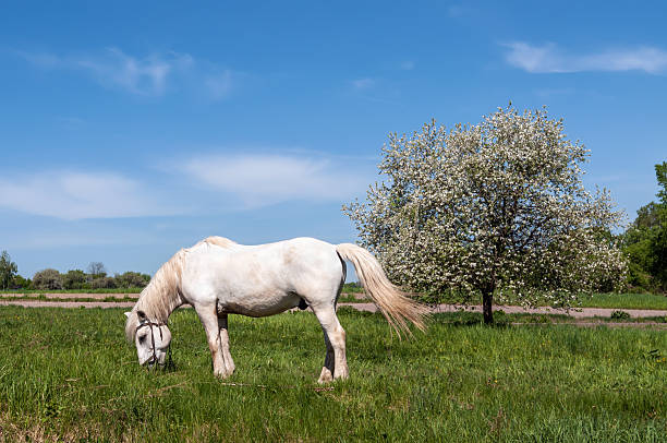 istock Horse On Blue Sky and Apple tree with white blossoms 178598279