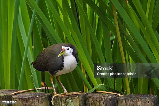 Whitebreasted Waterhen Amaurornis Phoenicurus Stockfoto und mehr Bilder von Agrarbetrieb - Agrarbetrieb, Ast - Pflanzenbestandteil, Braun