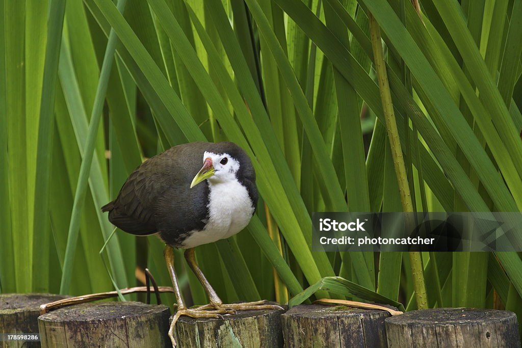 인명별 브레스트 Waterhen, Amaurornis phoenicurus - 로열티 프리 0명 스톡 사진