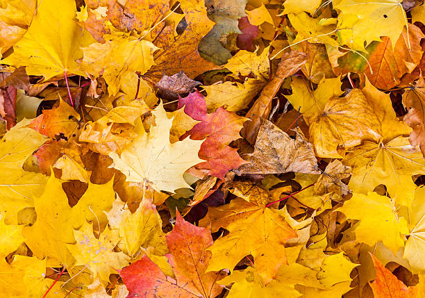 istock Bright orange autumn leaves on the ground 178598599