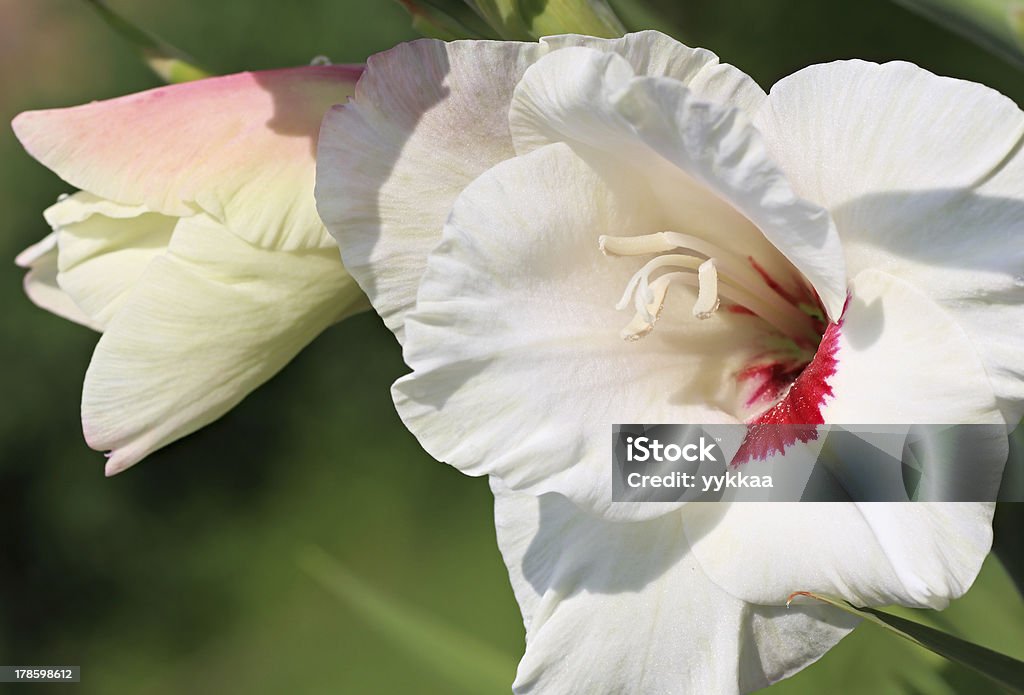 White Gladiole - Lizenzfrei Blume Stock-Foto