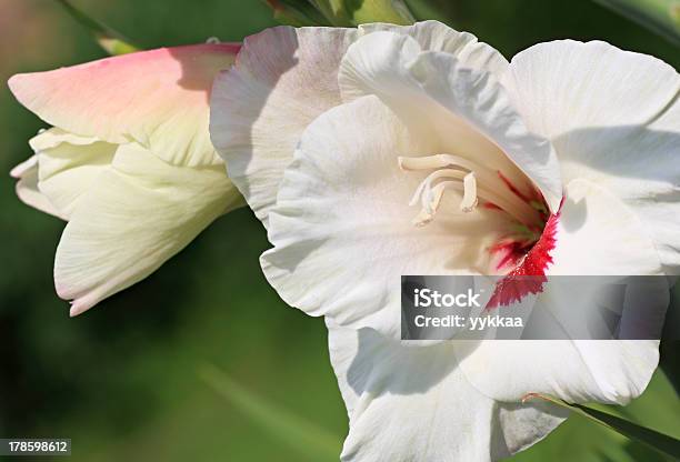 Foto de Gladíolo Branco e mais fotos de stock de Beleza natural - Natureza - Beleza natural - Natureza, Botão - Estágio de flora, Exterior