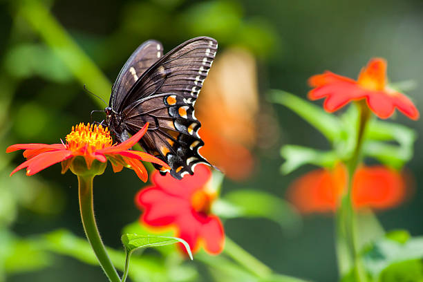 istock Black Swallowtail Butterfly Feeds on Sunflower 178598667