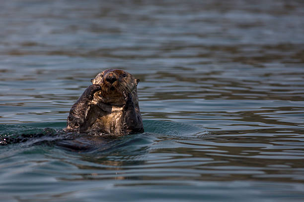 istock Sea Otter in Kachemak Bay, Alaska 178598683