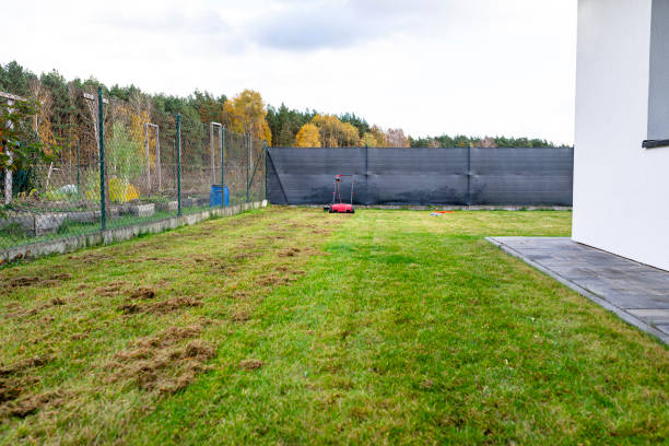 istock Scarifying the lawn before the winter season using an electric scarifier. 1785987672