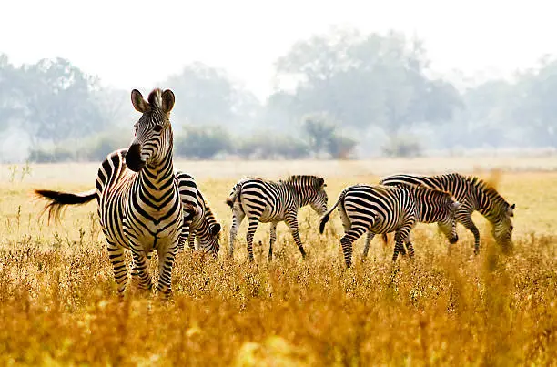 Male crawshay zebra protecting his herd in an open African plain