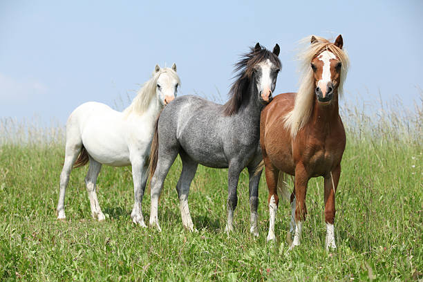 Three young welsh ponnies standing in the line on pasturage