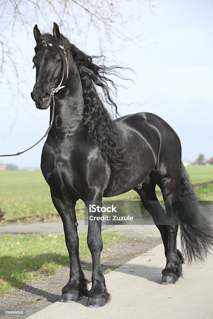 Gorgeous Friesian Stallion With Long Hair Stock Photo - Download Image Now  - Black Color, Friesian Horse, Horse - iStock