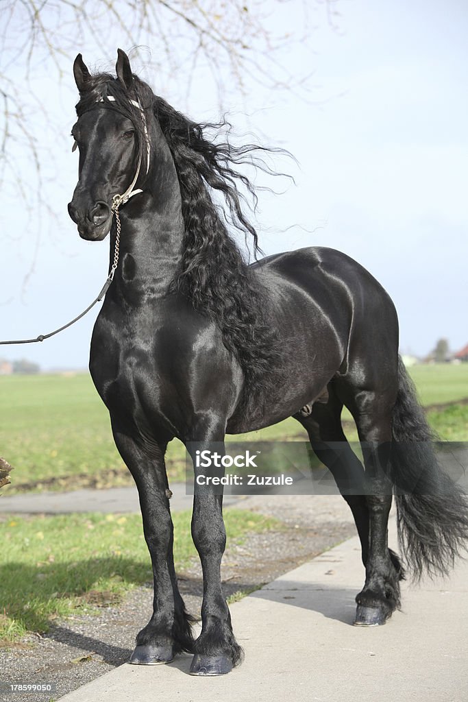 Gorgeous Friesian Stallion With Long Hair Stock Photo - Download Image Now - Black Color, Friesian Horse, Horse - iStock Gorgeous Friesian Stallion With Long Hair Stock Photo - Download Image Now - Black Color, Friesian Horse, Horse - iStock