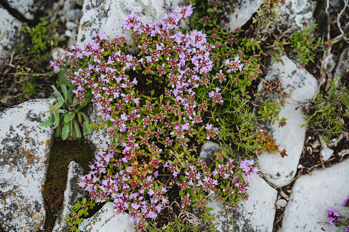 Thyme is a medicinal herb, pink flowers grow on stones, botany grows on the slopes of the mountain. High quality photo