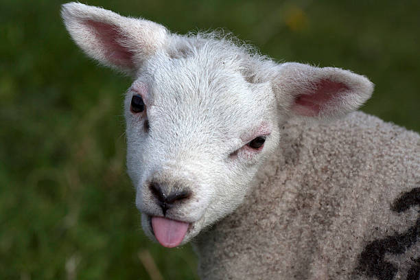 istock young lamb sticks his tongue out 178599063