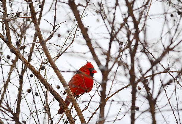istock Northern Cardinal in Freezing Weather 178599203