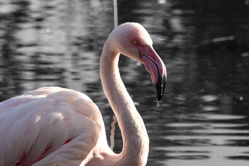 A beautiful animal portrait of a Pink Flamingo bird