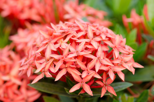 Ixora  flower