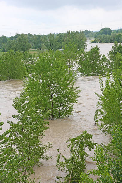 istock green trees of Elm and Hazel immersed in mud 178599717
