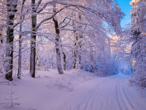 istock Winter landscape with fresh snow covered trees 1785999387