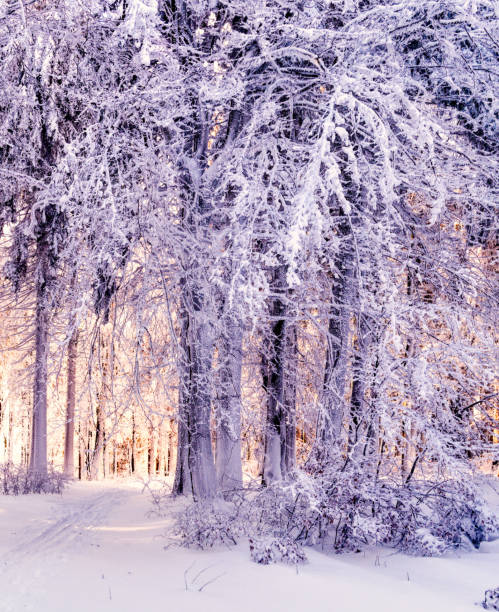 istock Winter snowy landscape with fresh snow covered trees 1785999927