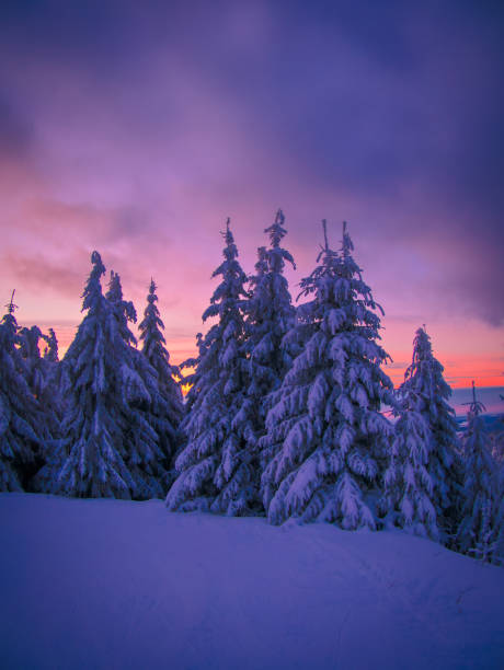 istock Winter snowy landscape with fresh snow covered trees 1785999932