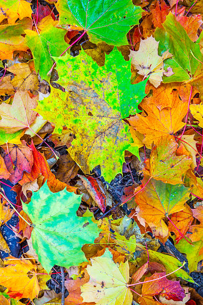 istock Background group autumn orange leaves. Outdoor 178600148