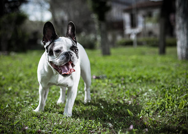 puesto de perritos sobre hierba - french bulldog fotografías e imágenes de stock