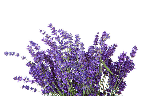 istock Bouquet of picked lavende 178600467