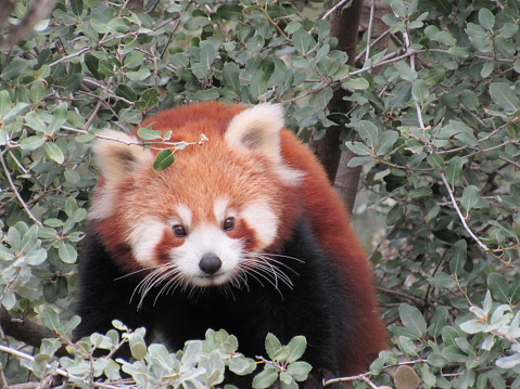 Panda roux dans les feuillages, au zoo de ma Barbens