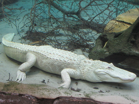 Alligator albinos du Mississippi dans son bassin, au zoo de Beauval
