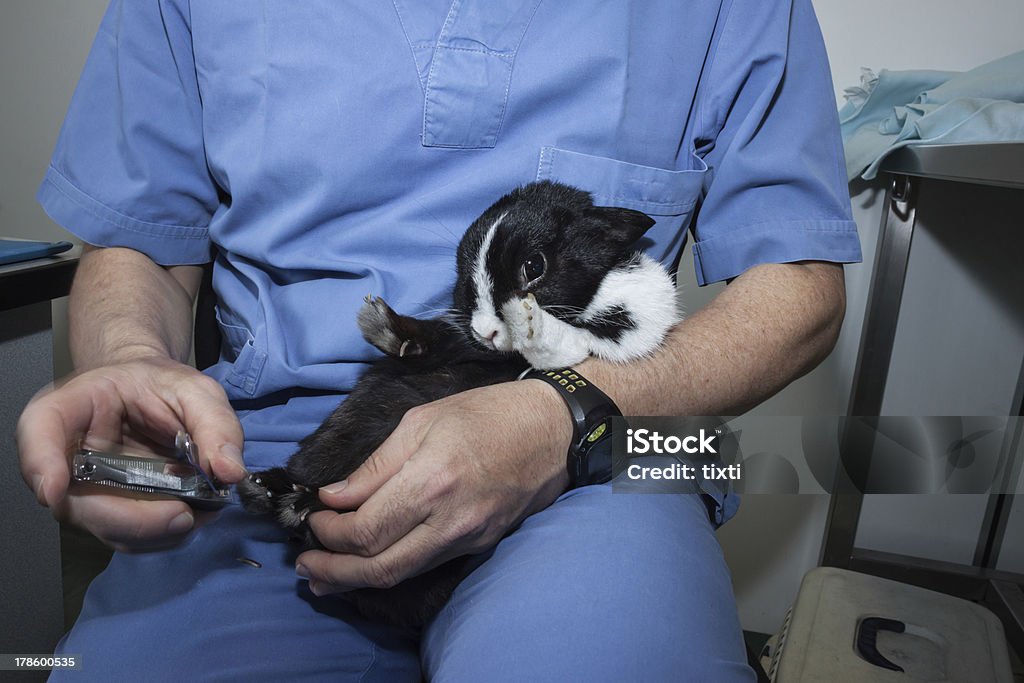 Veterinarian trimming rabbit's nails Veterinarian in blue uniform trimming rabbit's nails Animal Stock Photo