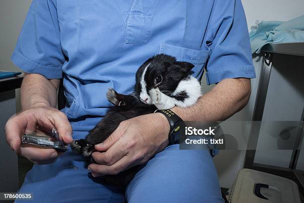 Veterinarian Trimming Rabbits Nails Stock Photo - Download Image Now - Animal, Animal Hospital, Baby Rabbit