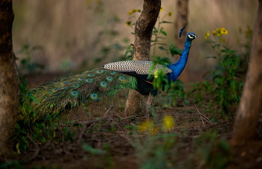 A peacock is the most exquisite bird in the world because of its vibrant feathers and colour.