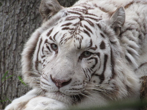 Portrait d'un tigre blanc, au zoo de Beauval