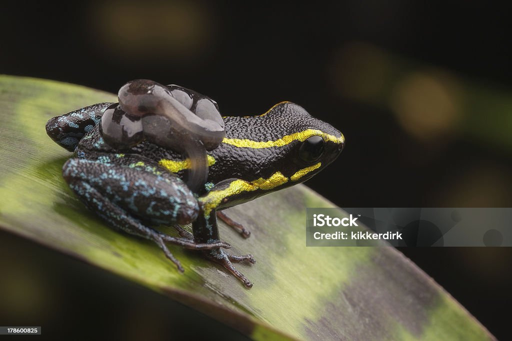 poison dart frog tadpoles poison dart frog with tadpoles on back. Parental care in poison arrow frogs where the male carries the tadpole. Hyloxalus azureiventris tropical animal from Amazon rain forest Tadpole Stock Photo