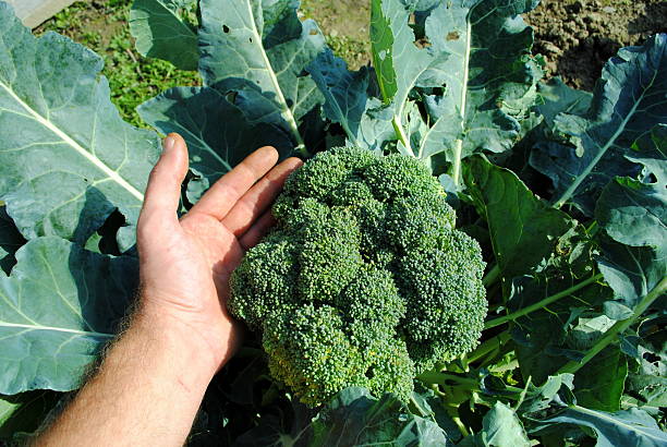istock man hand holds an organic broccoli 178600840