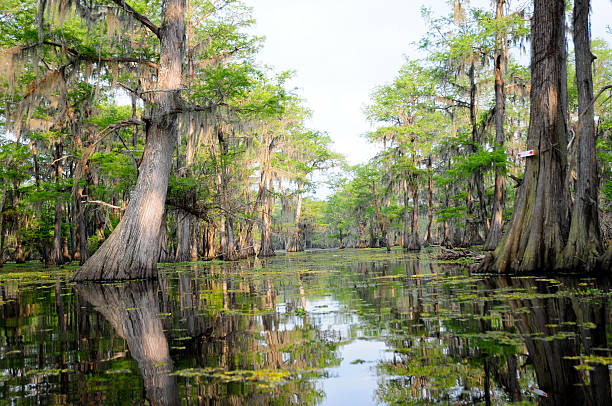 размытые день в болото - spanish moss стоковые фото и изображения