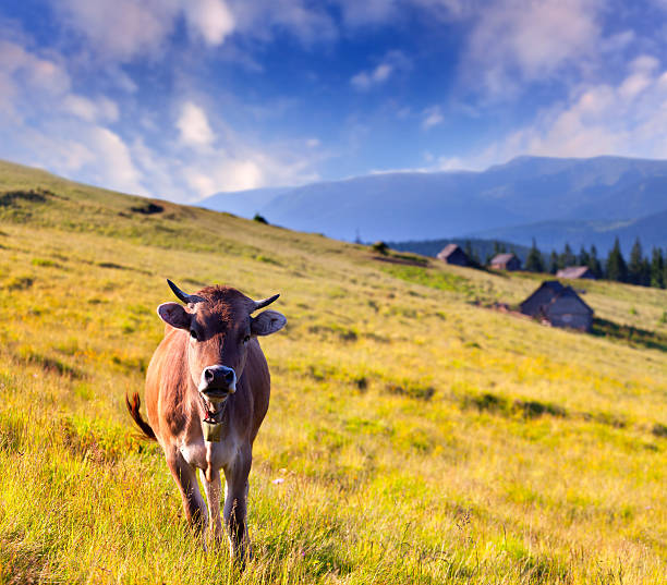cow on a farm in the mountains